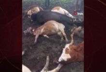 Kars’ta yıldırım düşmesi sonucu 10 büyükbaş telef olurken 2 çoban da yaralandı