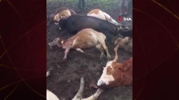 Kars’ta yıldırım düşmesi sonucu 10 büyükbaş telef olurken 2 çoban da yaralandı
