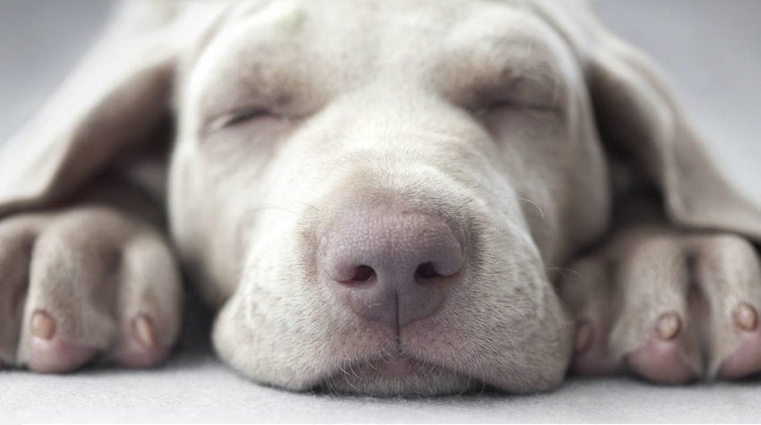Köpekler Ne Kadar Uyur?