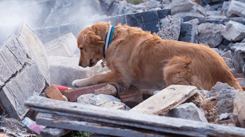 Depremde Köpeklerin Önemi Ve Eğitimi