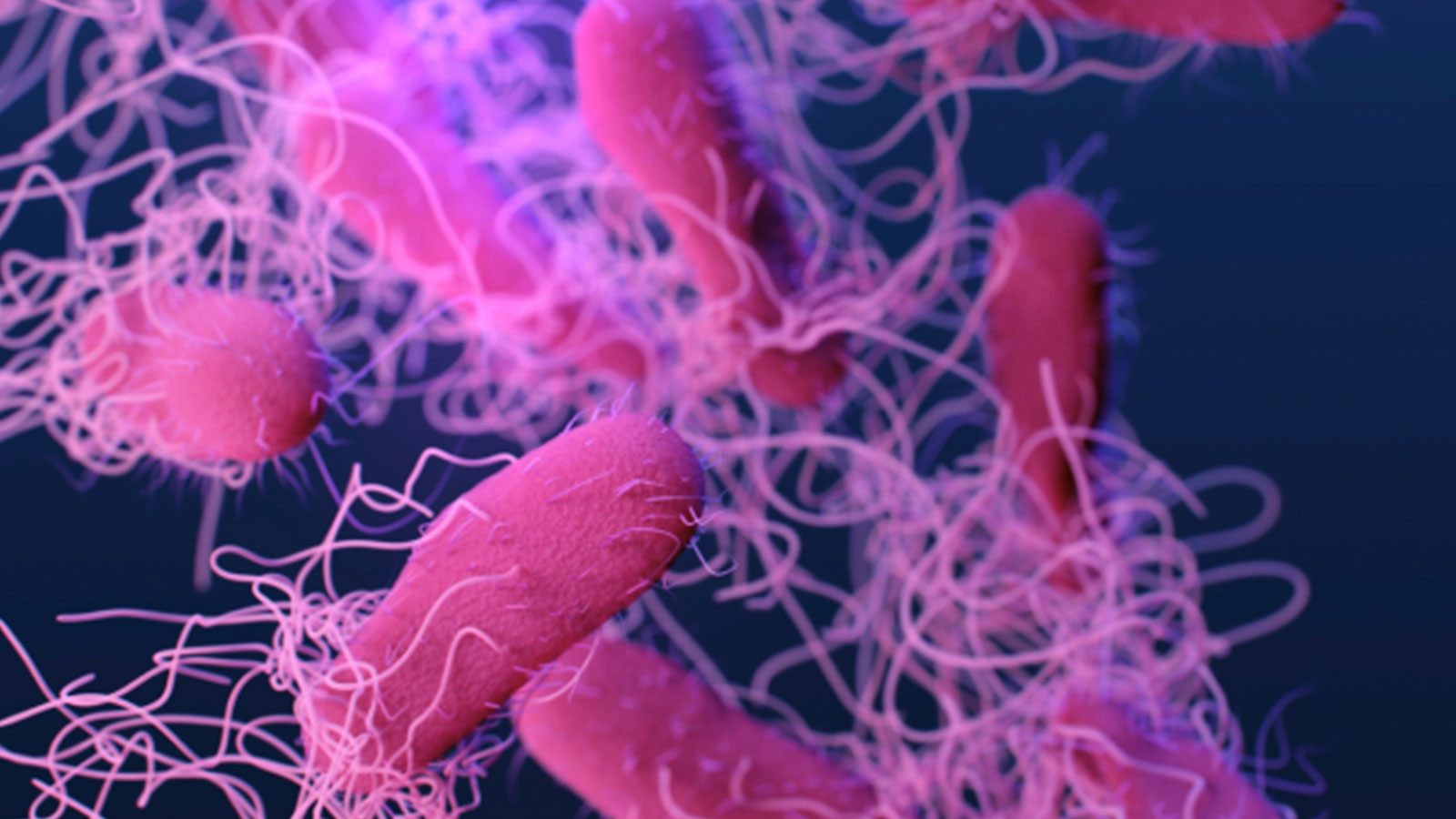 ABD’de salmonella alarmı!