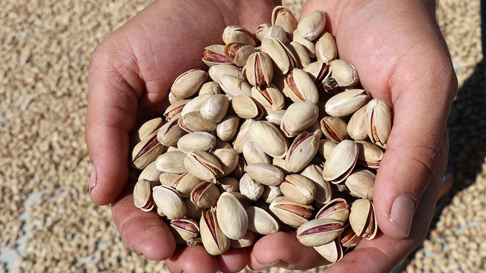 Fıstık fiyatları yüzde 500 arttı! Kilo fiyatı şoke etti