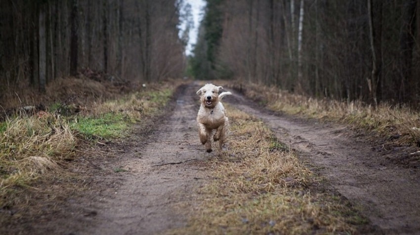 Köpekler Neden Kovalar?